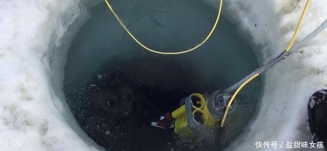 海豹 科学家在南极冰层打个洞,它出来探头打招呼,下面更是美赞了!