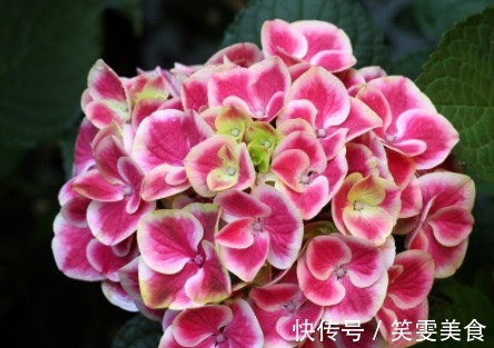 养花就养“清新”的,花团锦簇像极了绣球,花开缤纷多彩,美娇娘