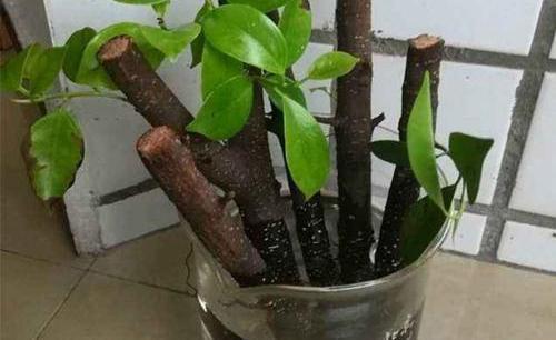 要点|苗木进行扦插繁殖时,记住扦插的要点,繁殖成活率高