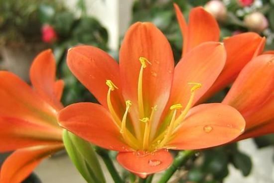 养“君子兰”坚持十年,总结出的养花秘籍,说的句句在理