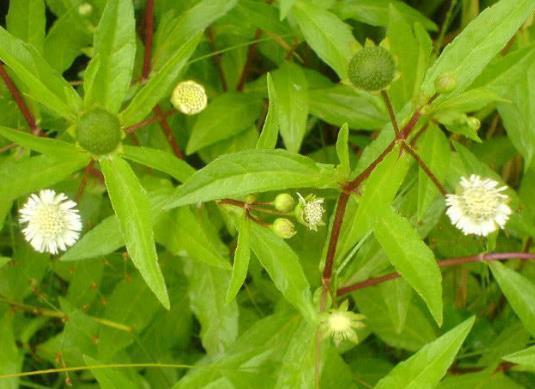 泡水|3斤黄芪不如1两“它”,坚持泡水喝,肝脏“舒服”的不得了