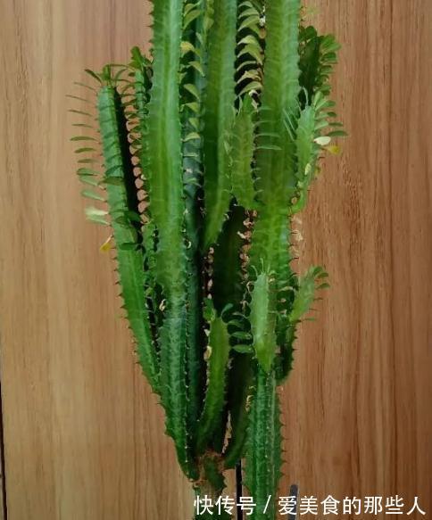 霸气的龙骨出状况,直接砍头扦插,还能促生成塔型,可谓一举多得