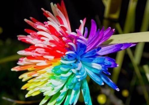 喜欢菊花,不如养盆彩虹菊,开花爆成花海,轻松打造小花园