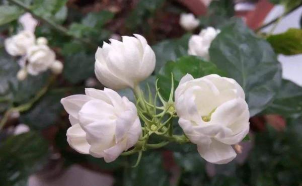 香气|养花试试这几款,花色绚丽缤,叶片四季常绿,深受人们的喜爱