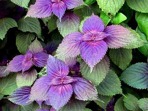 清热解毒|紫苏是治病保健的好帮手！能治疗感冒、减轻贫血，早吃早健康