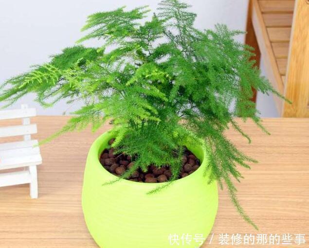 茂密|养文竹,浇水加1种粉末,不黄叶、不烂根,新芽蹭蹭长