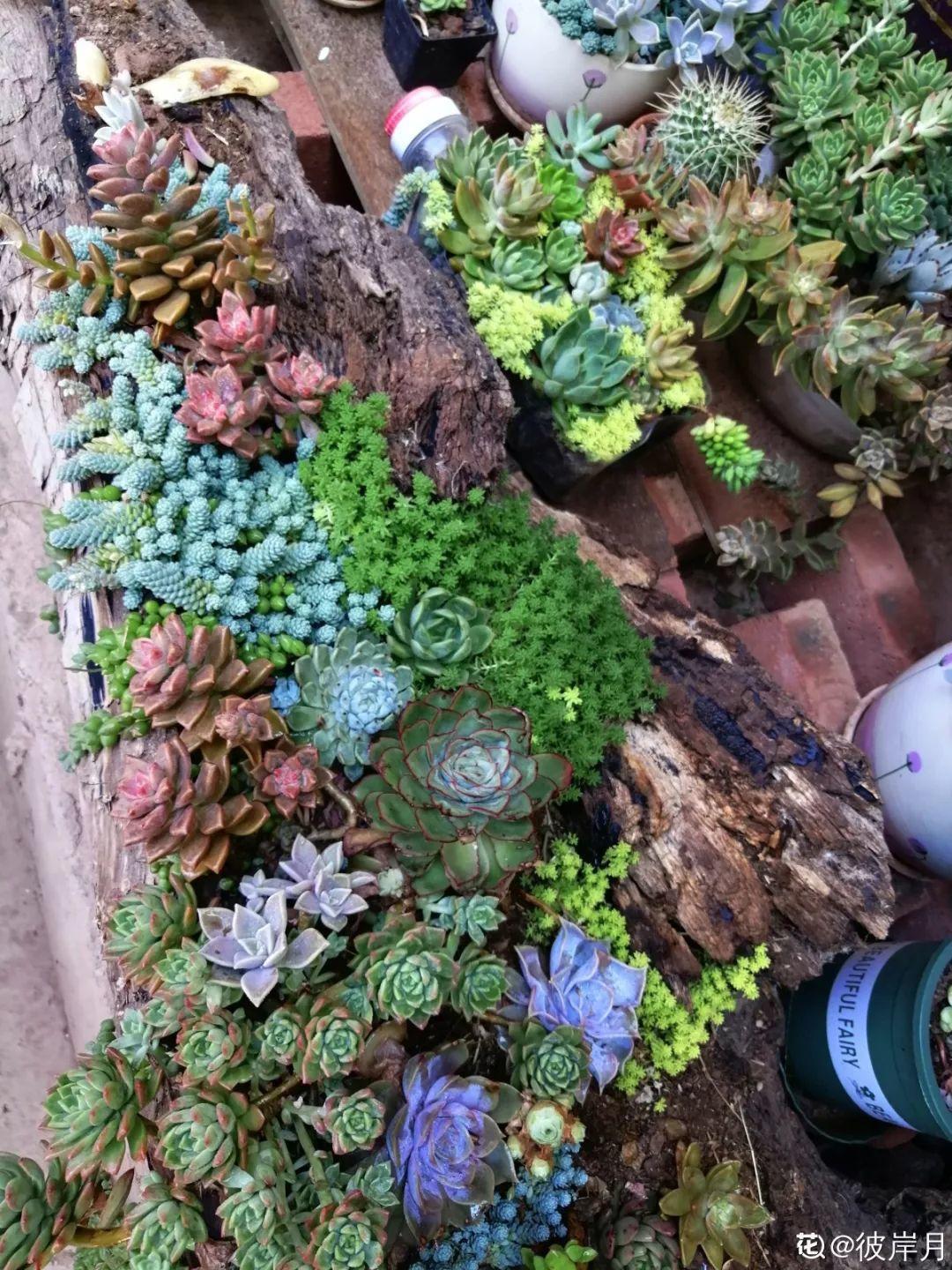 山上捡个大树桩,火烤一遍种多肉,3天服盆1年变老桩!
