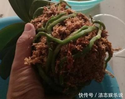 养护|烂根的蝴蝶兰别扔，学会这么做，猛窜花枝，年年都开花