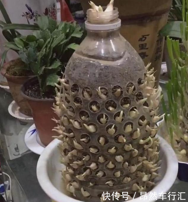 小菜园|养花技巧:一个油桶胜过两花盆,种菜养花好用又省钱!