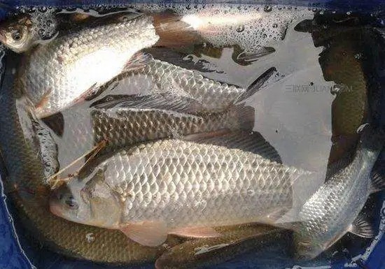 野钓鲫鱼难上钩?教你一个简单小窍门,一钓一个准想不爆护都很难