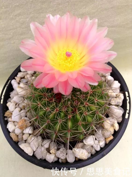 第一次见这么美的仙人掌花！大开眼界！