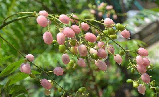 花瓣|农村一种野果,人称“山黄皮”,市场上卖几十元一斤