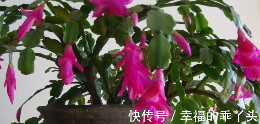 冬天养4盆花,浇水很关键,管住手才能多开花,你了解嘛