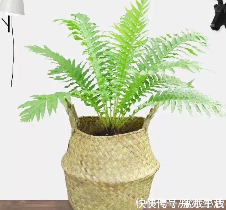 富贵籽|客厅养花,4种大气好看的品种别落下,关键是寓意好