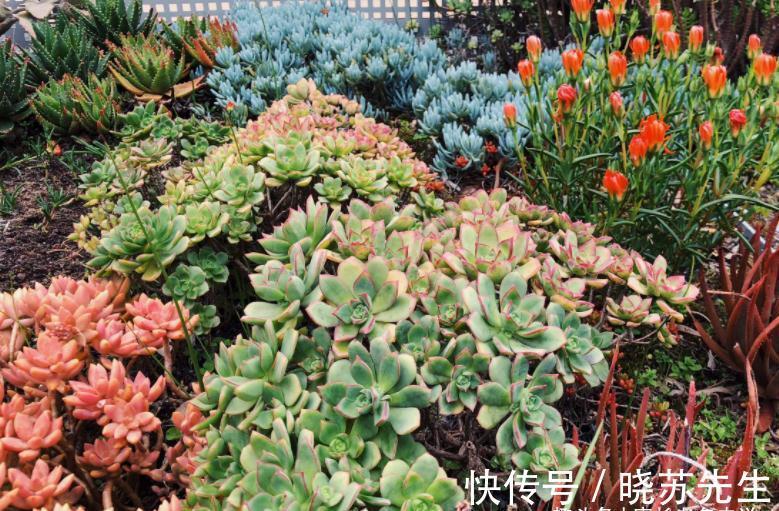 有些多肉几年没人管都不会死?据我所知有5-6个品种的确如此强横