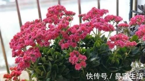 阳台|阳台适合养的3种花,个个是爆花王,轻松开成花园