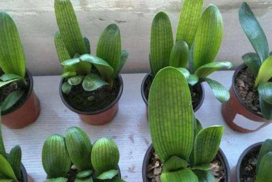 花肥|这2样东西看似平淡无奇,用作养花却不一般,增肥效果极好