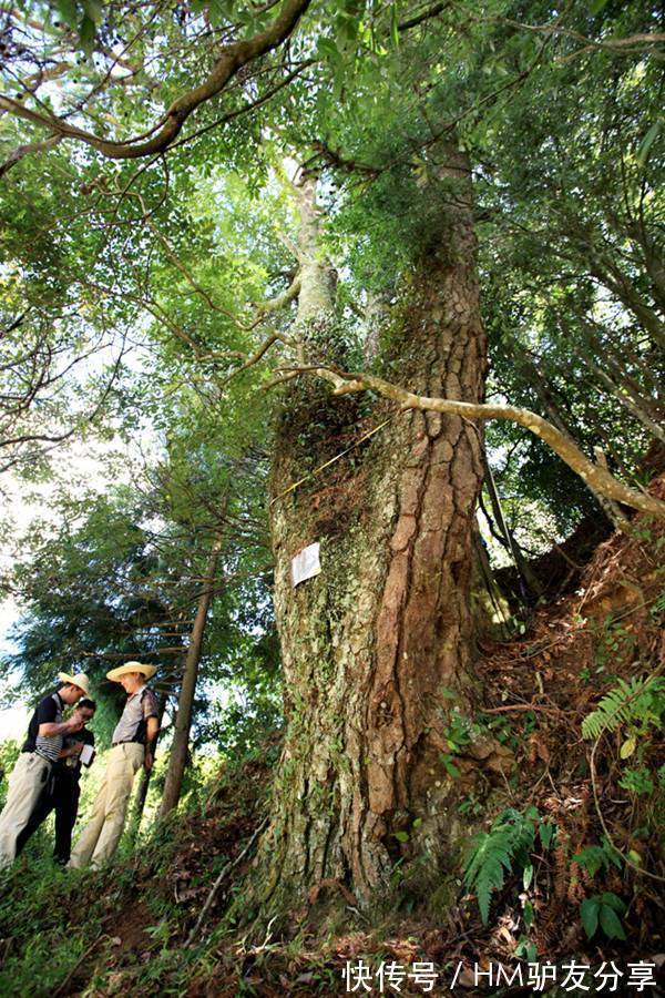 古树|12株“中国最美古树”图鉴 树龄均在800年至2100余年之间