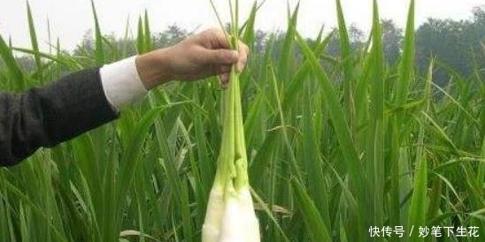 肾脏|公认四大“伤肾”食物,尤其最后一种,贪吃加速“肾透支”!