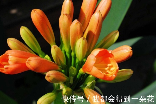 养君子兰有3个“秘诀”,做好了,叶片蹭蹭“长不停”,花朵更艳