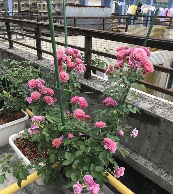 月季里的“开花机器”，能开一整年，花量非常多，阳台盆栽也可以