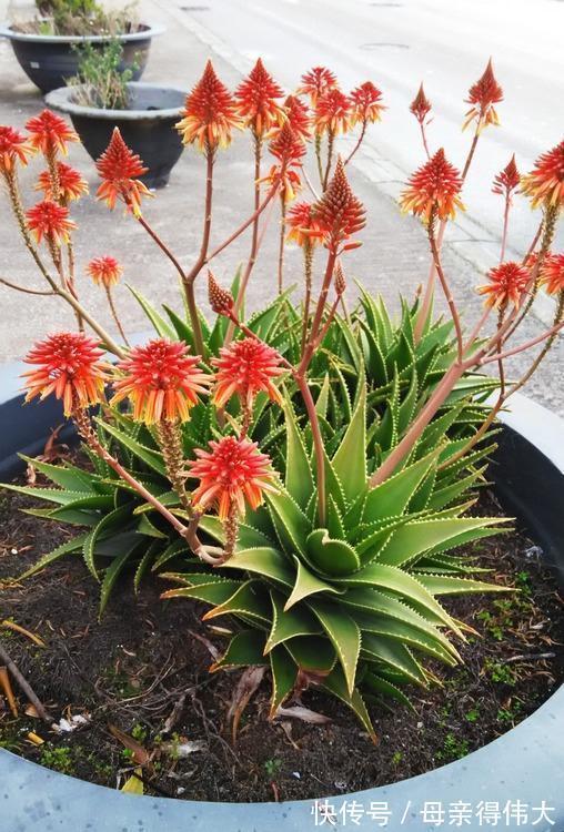 6种“懒人花”,看着很普通,养着很“实惠”,养得越久越觉得好