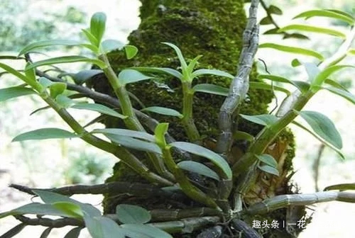 铁皮石斛|山中这种野草,曾为上贡“仙草”,一草难求,如今折段枝条就能养