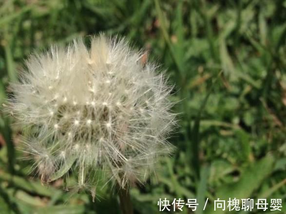 小知识|蒲公英被誉为“草药皇后”,4大优势,3大禁忌,很多人不清楚!