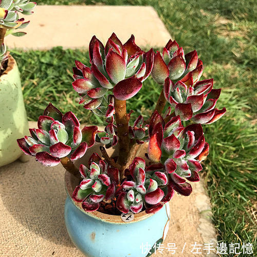 养多肉锦晃星,做好4件事,长成小老桩,养成小精灵