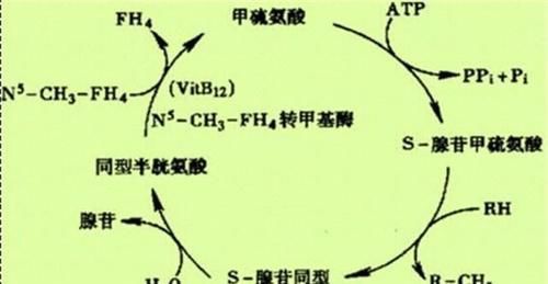 高血压|高血压补叶酸，吃多长时间合适？同型半胱氨酸高，多长时间复查？