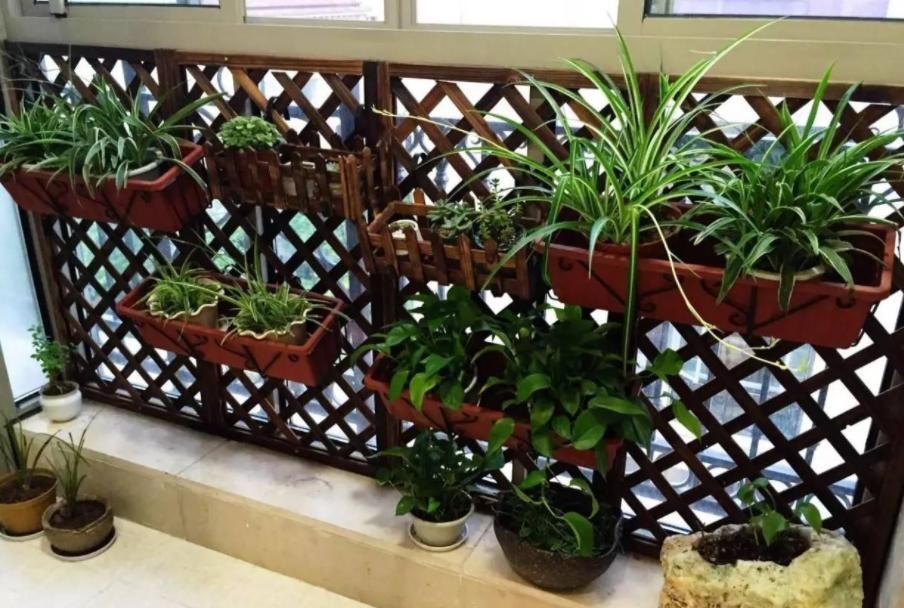 花草枝叶爱泛黄，多半是因为土壤里缺了它，浇点醋水就好