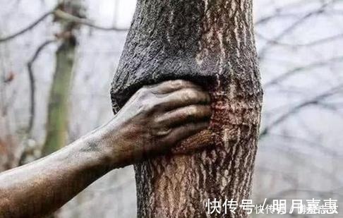树干&世界上最“有力”的手,紧握树干长达半个世纪,一直都没有松开过