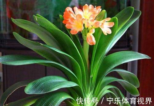 叶心里|养兰2年的君子兰从未开花?学会浇水方法,长势旺开花美!