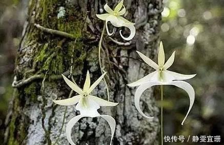 全球最贵的花,一株价值上百万,你曾经见过吗