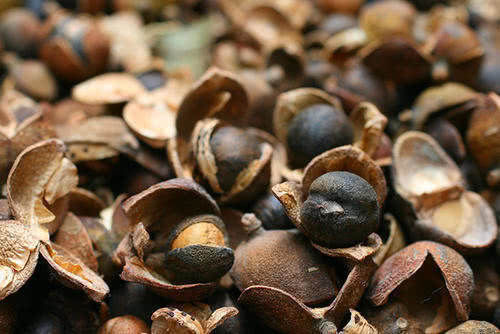 野生一斤100元,种植一斤70元,极受欢迎,越来越多农民种植