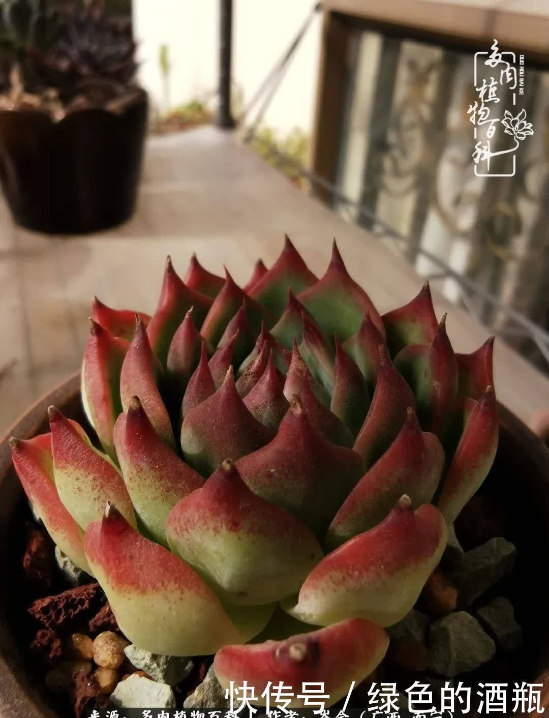 无关利益，不计得失，多肉给了我不一样的感受温暖的方式