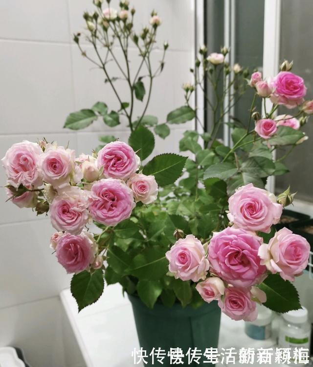 听老花匠说:用3种肥料养花,养啥旺啥,关键不要嫌脏