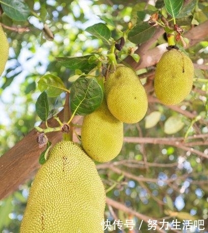 菠萝蜜籽发芽能吃吗