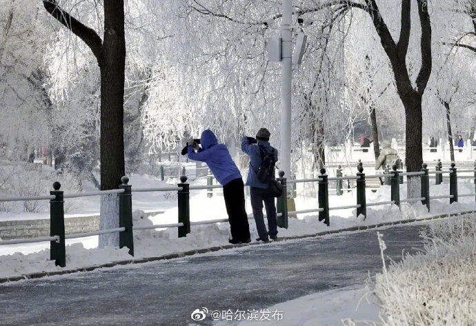 雾凇|雪树银花 雾凇扮靓冰城