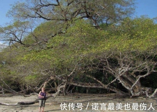 树叶|地球上现存脾气最大的树,不能砍也不能烧,敢动它就要你命