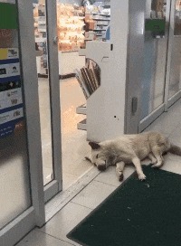 |搞笑GIF: 看完整个人都不好了 万万没想到这样的结局