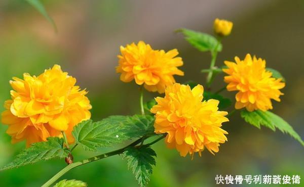 此花是高贵的象征,有着黄榆叶梅美誉,有着美好幸福的寓意