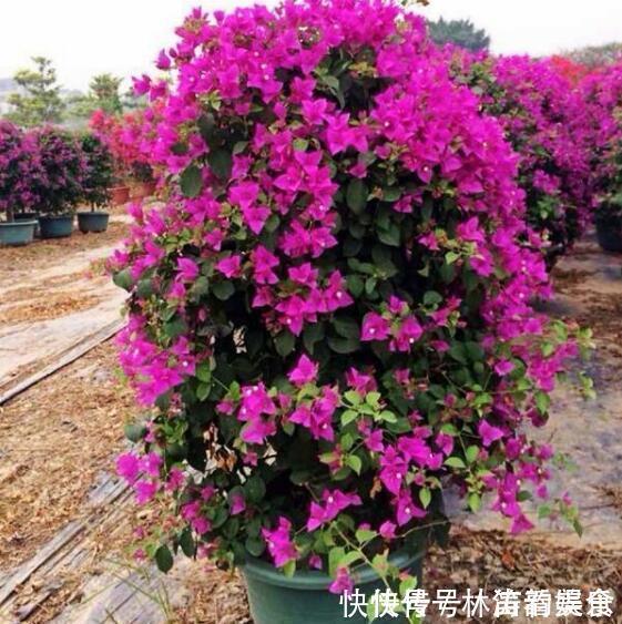 剪发|三角梅不开花教你“3法”，给它“摘心剪发”，年年开花爆满盆
