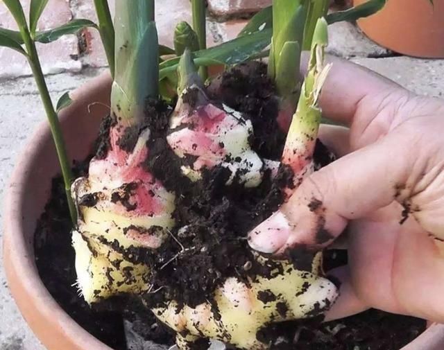 厨房|厨房里的“姜块”,拿出来种“盆里”,50天变盆景,比积雪草好看