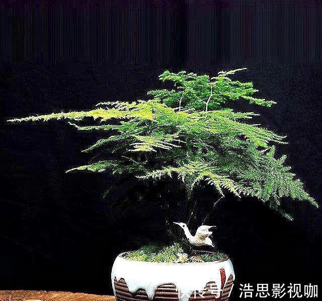 黄叶|想养好文竹,“2种”配土方法教给你,不黄叶,根系壮,开花容易