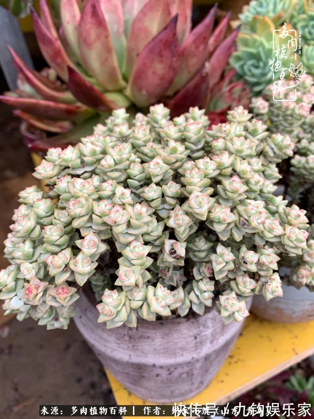 多肉住进暖棚,坦然越冬,放肆浇水,这个冬天有点甜!