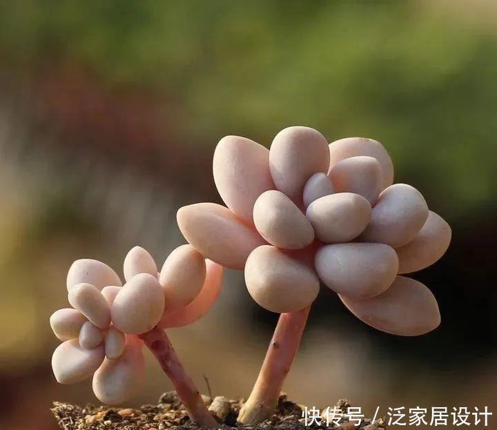 植物|8款颜值奇高的多肉植物,第4盆最好养,第5盆好多人见了就想掐