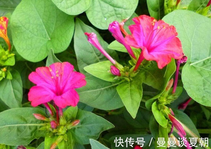 观赏价值|农村地里的“地雷花”，对女性有好处，活血调经，子宫越来越干净