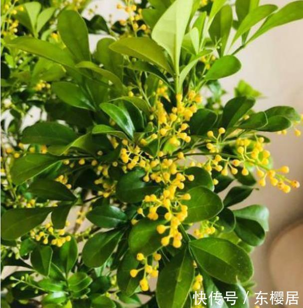 3种花养了就爆盆,好养易活开花漂亮,年年开花不断,美翻天!