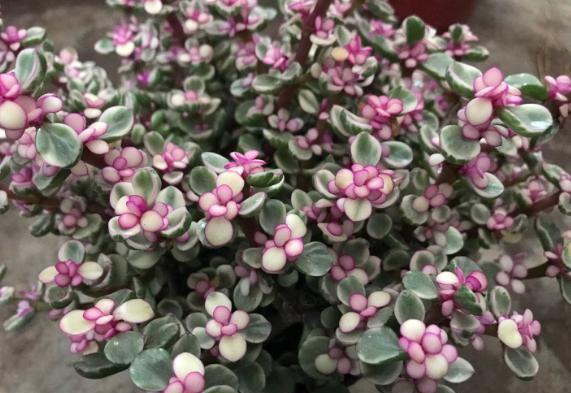 浆果|多肉雅乐之舞、紫珍珠、浆果,颜值爆表,养护却不难!